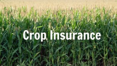 Nurturing Growth: The Imperative Role of Crop Insurance in Sustaining Agriculture